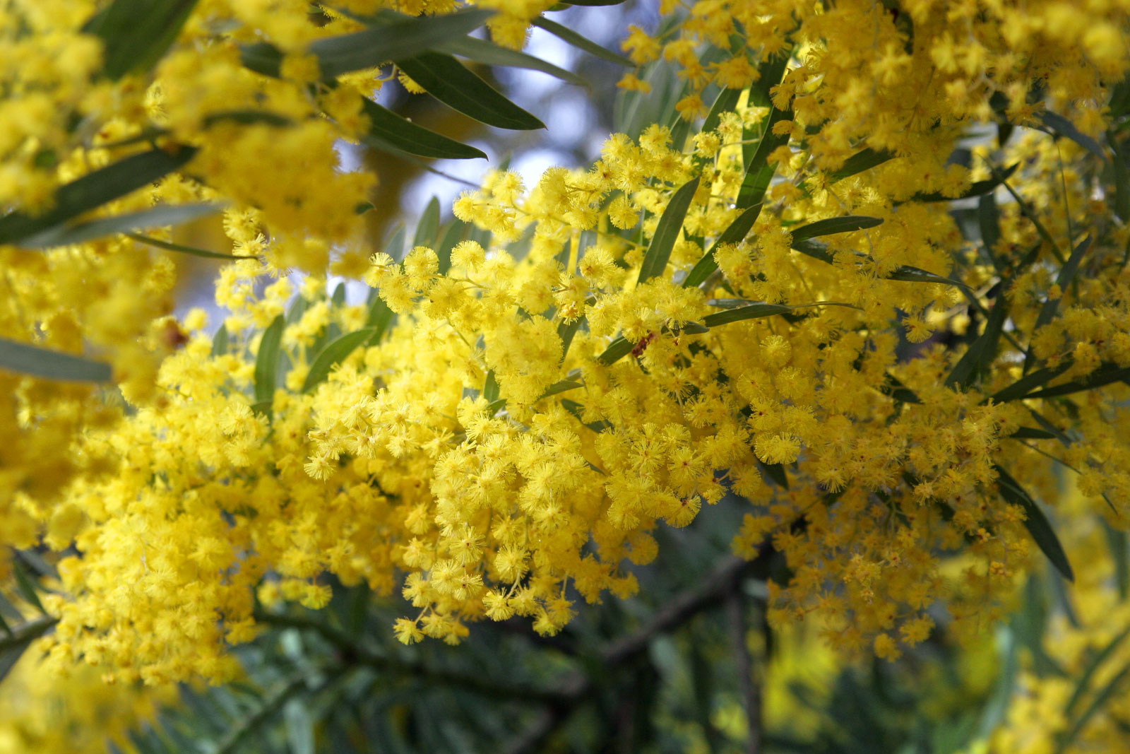 Acacia