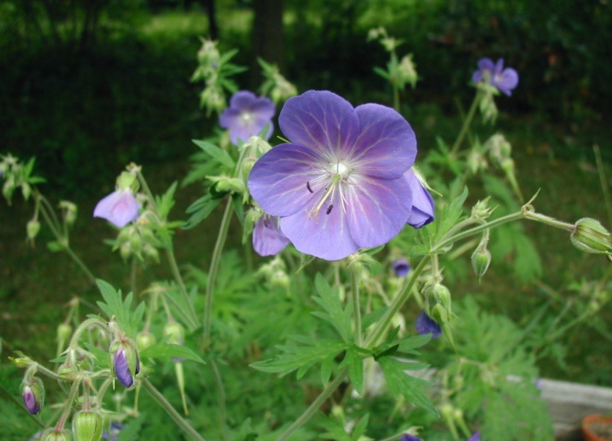 African healing plant