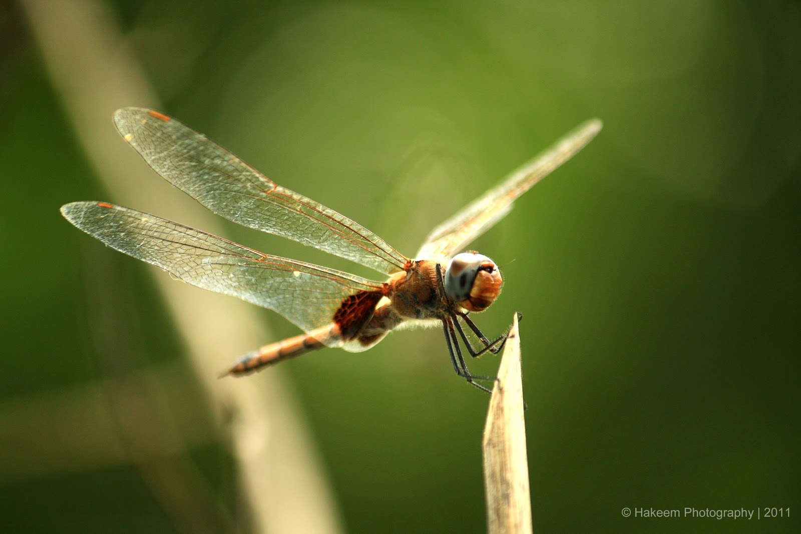 Meet The 80-Year-Old Woman Obsessed With Killing Flies, Takes Out Up To ...