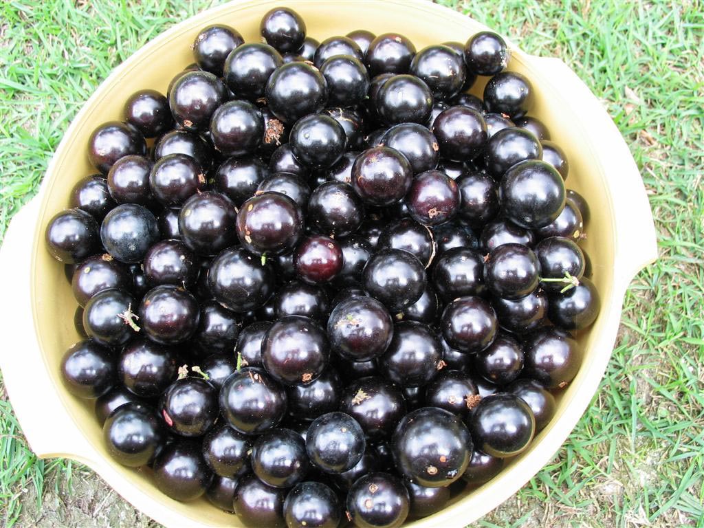 jaboticaba