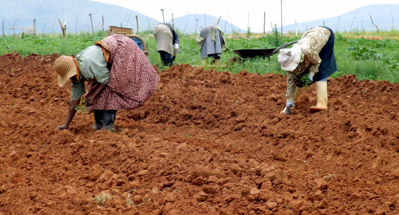 African farmer food farming