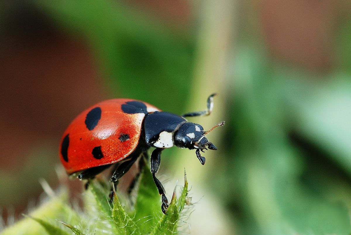 ladybugs