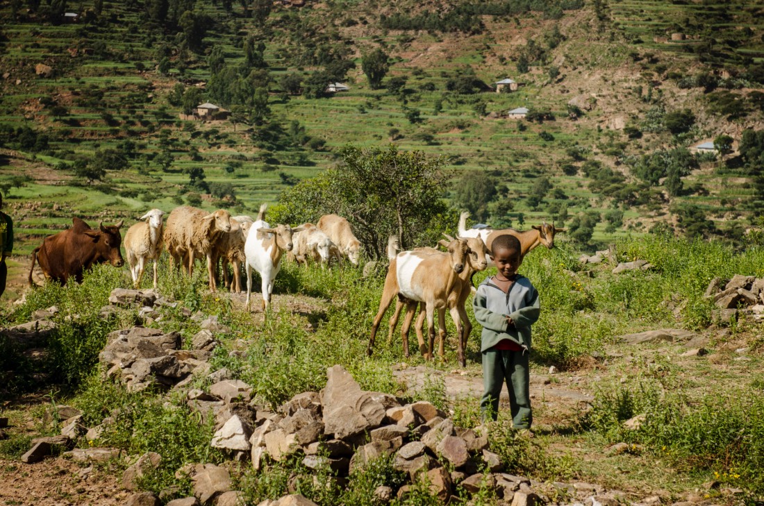 Things-to-do-in-Ethiopia-Goats-Work - The Trent