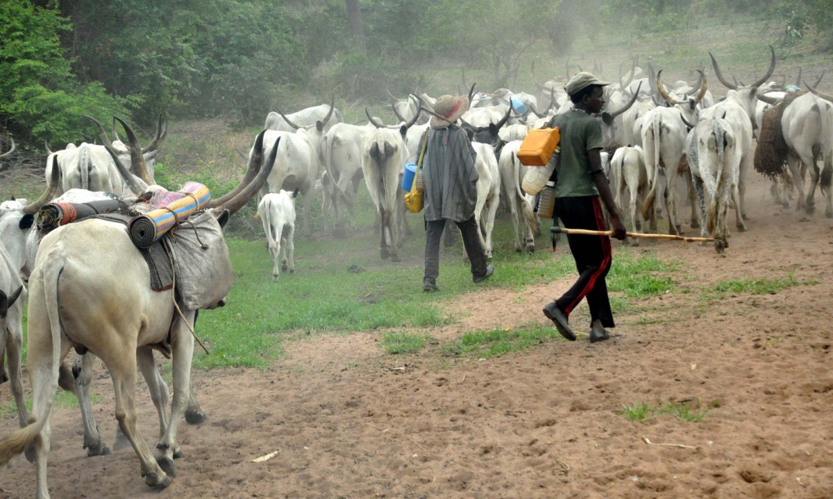 Nomadic Fulani herdsmen and a herd of cattle