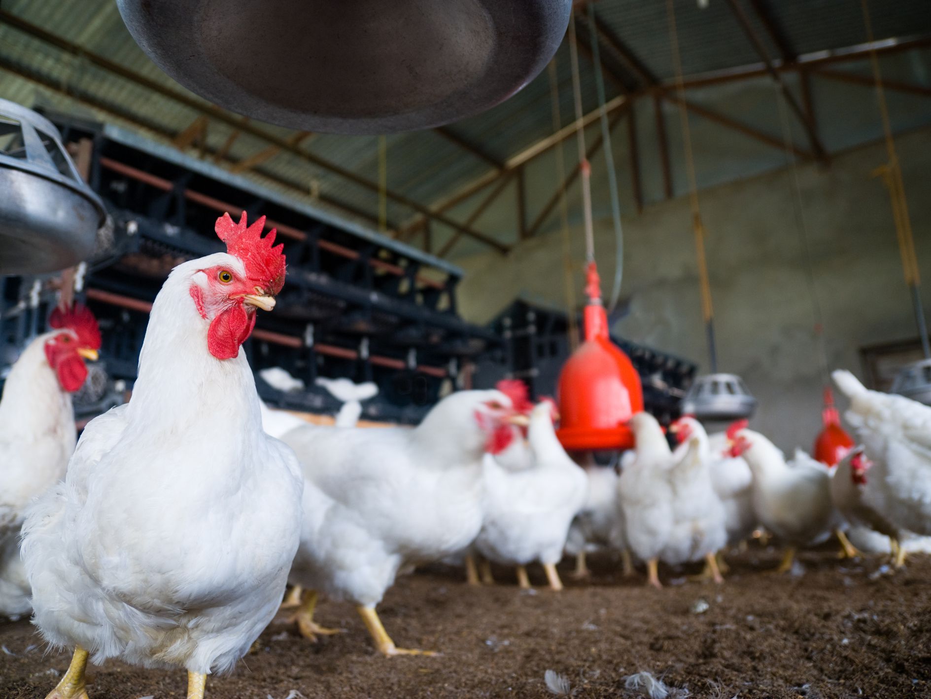 Oluyemi Olukiran, Poultry