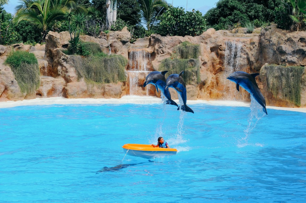 Dolphin Show, Dubai