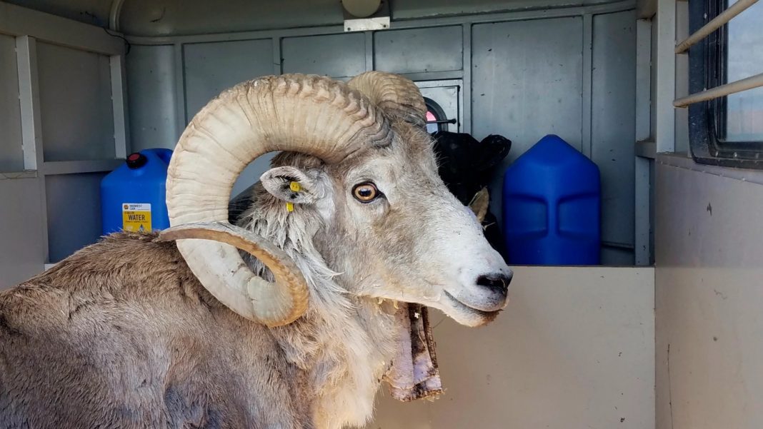 Hybrid Giant Sheep, hybrid sheep