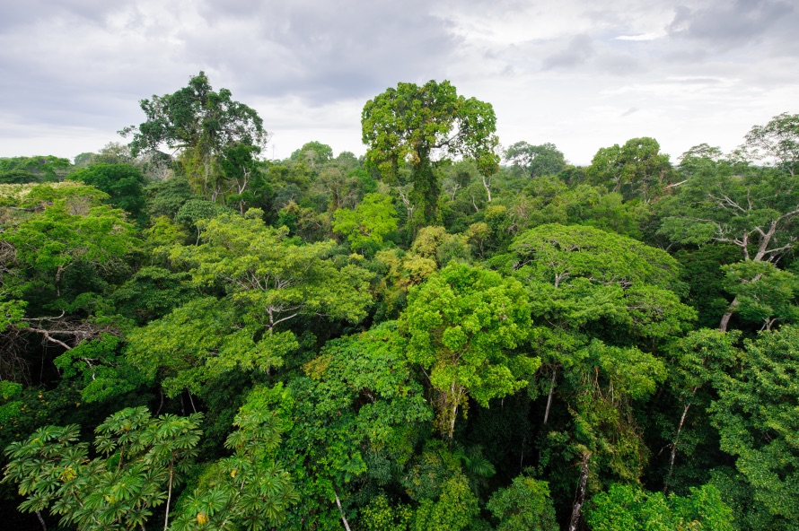 Mexico, Amazon rainforest in Tambopata reserve, Peru