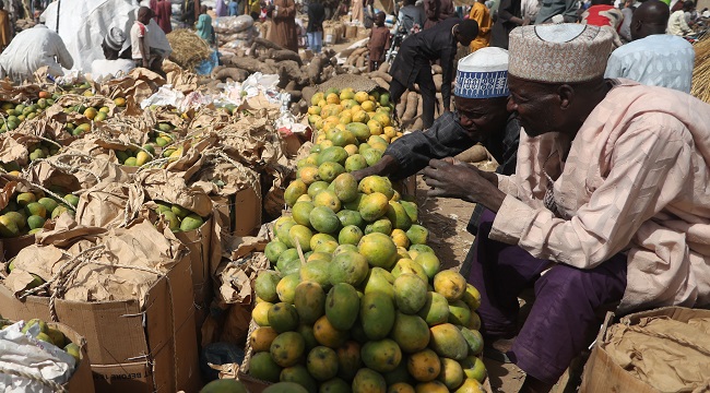 Traders sell mangoes at the market in Jibia on February 18, 2024. | Kola Sulaimon / AFP