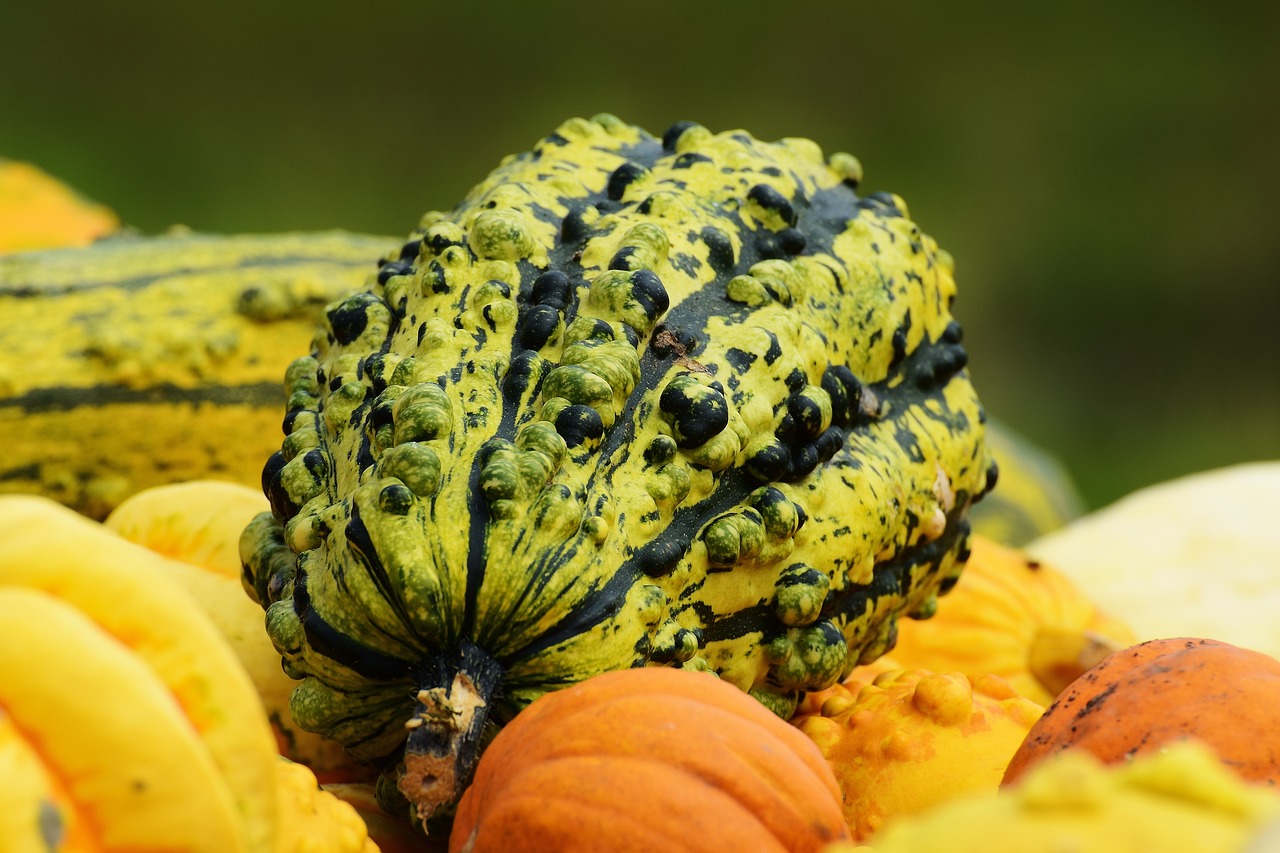 pumpkins