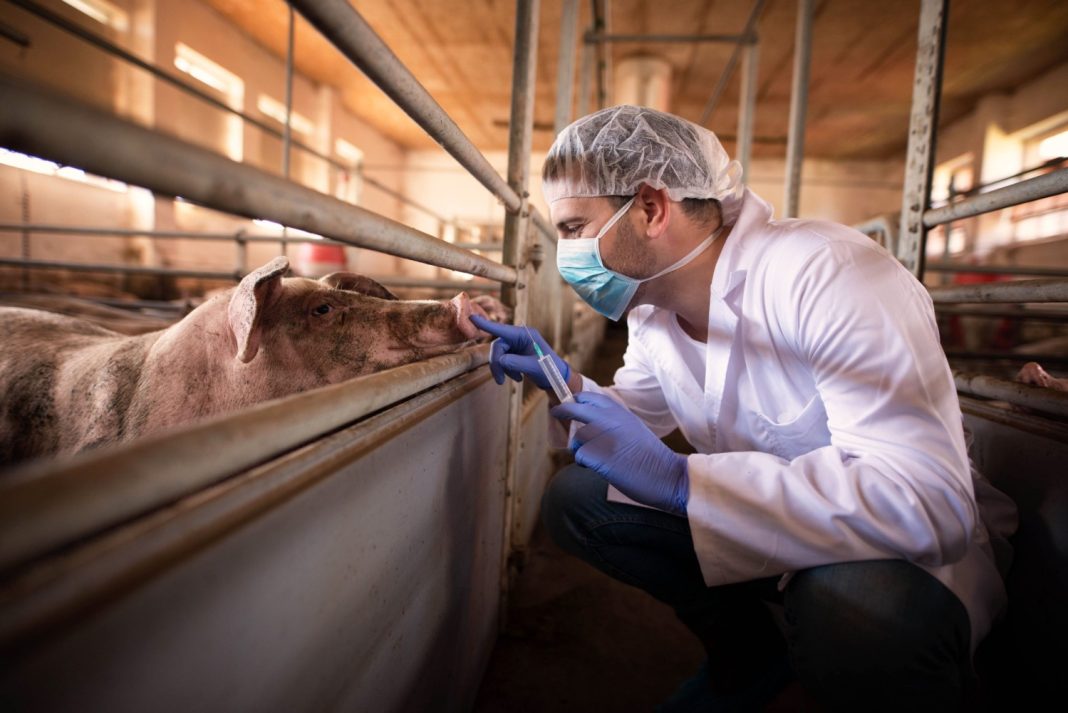 Each livestock sector faces its own unique threats, including African swine fever in pigs. Photo: smedeverac/iStock/Getty Images