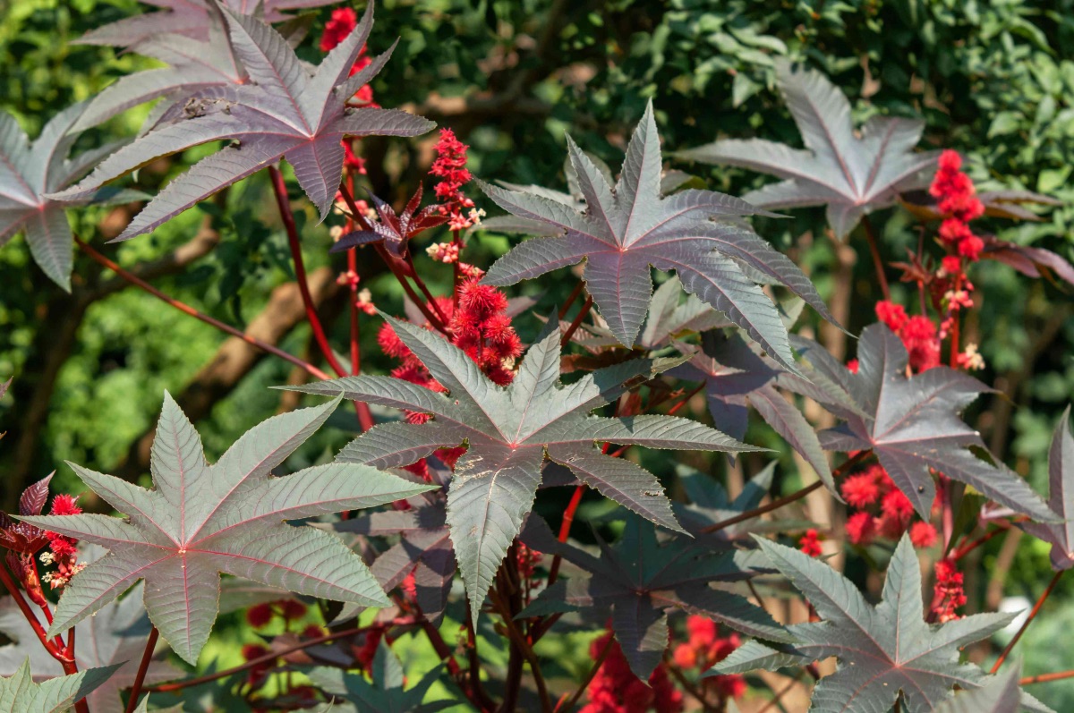 castor bean plant, african healing plant