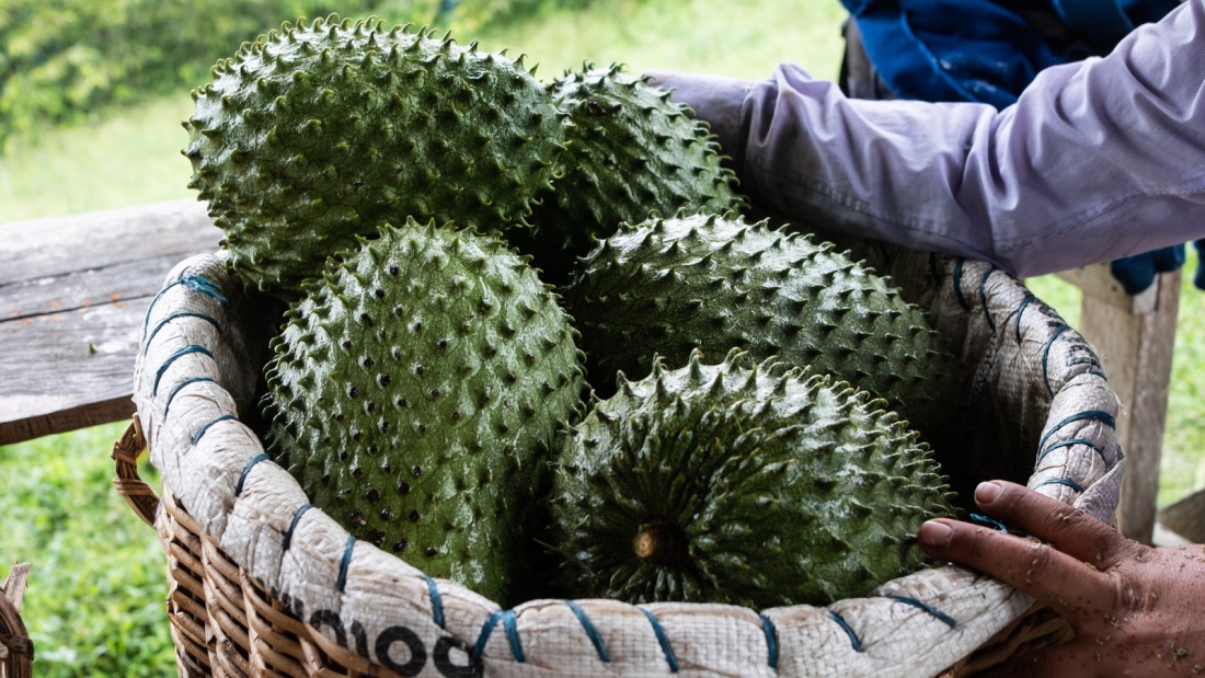 soursop