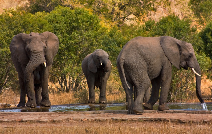 African elephants (loxodonta africana) in Kruger National Park, South Africa in a 2008 photo. | Kruger National Park